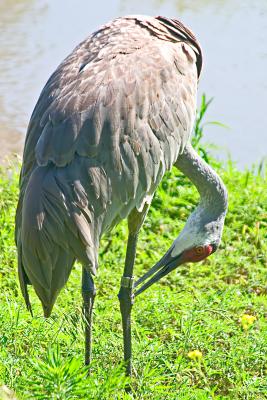 Nebraska Wildlife Safari