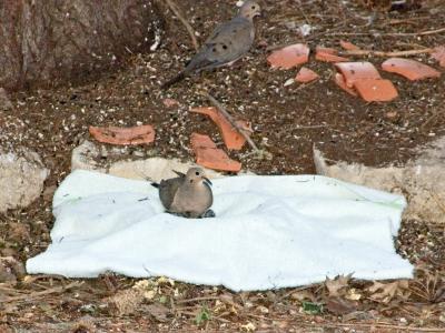 1261 - Day 1Second Stage Nest