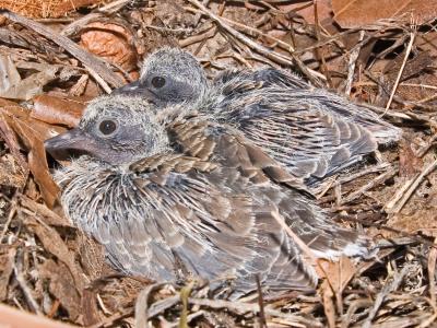 Mourning Dove Rescue