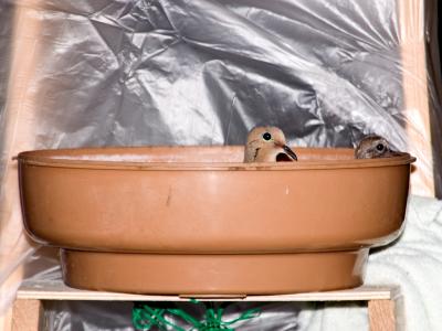 1738 - Day 6Alert Chick