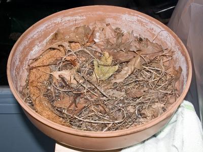 Mourning Dove Rescue