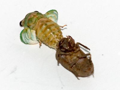 A Cicada Inflates Its Wings