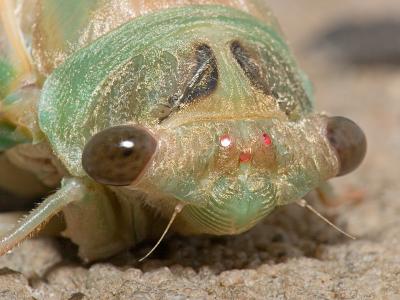 A Cicada Inflates Its Wings