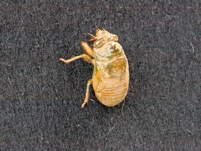 Cicada Emergence Failure Lighting Setups