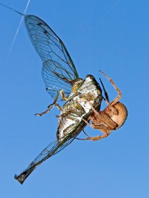 Spider with Cicada