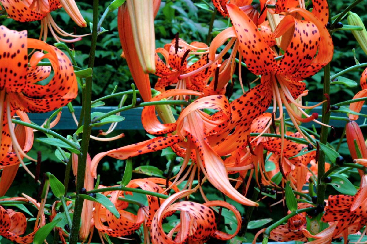 2005-08-01: tiger lilies