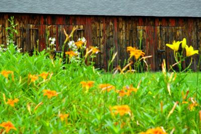 2005-07-13: barn and daylilies