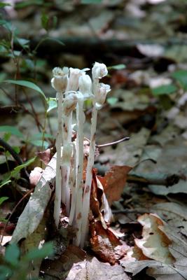 2005-07-23: Indian pipe