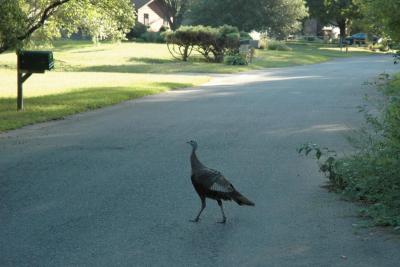 2005-08-30: why did the turkey cross the road? (Aug. 24)