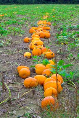 2005-09-18: pumpkin patch
