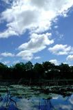 2005-09-06: pond and sky (Jun. 16)