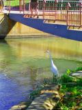 2005-09-22: campus egret