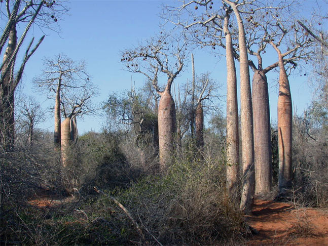 The Spiny Desert at Ifaty