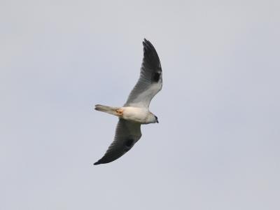 Australian Black shouldered Kite