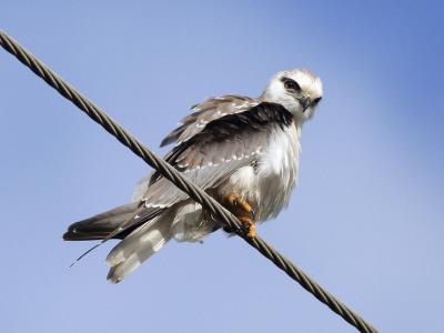 Australian Black shouldered Kite