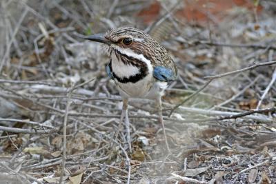 Long tailed Ground-Roller