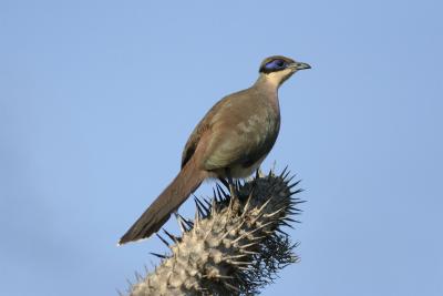 Green capped Coua