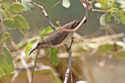 Souimanga Sunbird