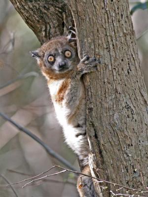 Madagascar - birds and mammals
