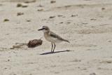 White fronted Plover