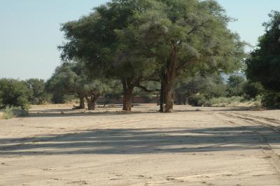 Large Trees Thrive in the Riverbed