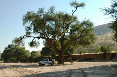 Parked in the Shade