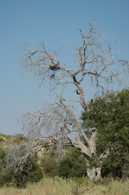 Gnarled Tree