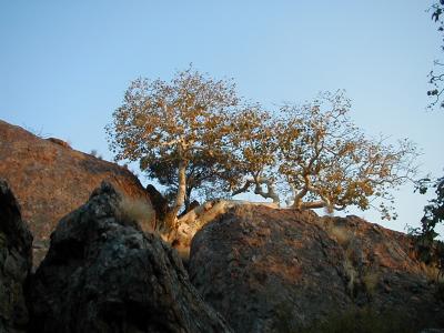 Tree Growing In Rocky Canyon