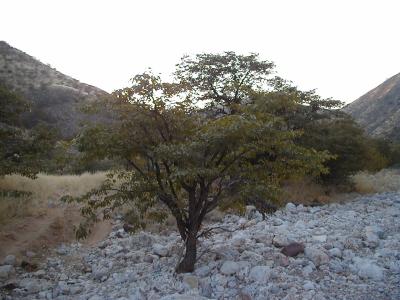 Tree in Rocky Riverbed