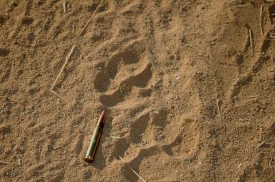 Hyena Tracks