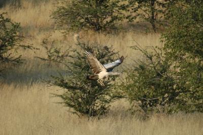 In Flight