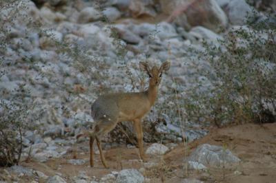 Damara Dik-Dik