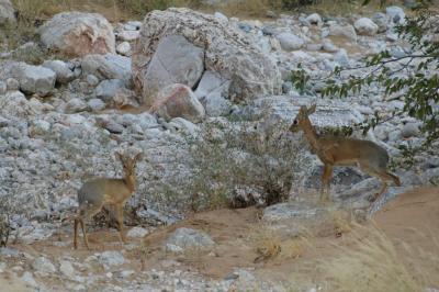 Two Dik-Dik