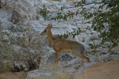 Very Small Antelope Family Member