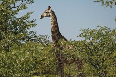 Side View Giraffe
