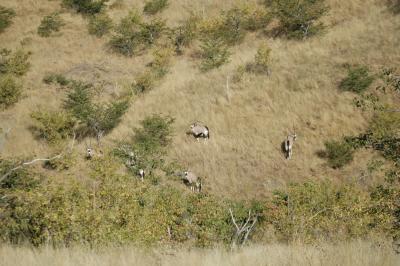 Gemsbok on the Hillside