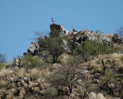 Klipspringer on the Rocks