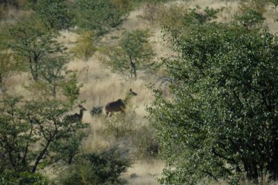 Kudu Cow and Calf