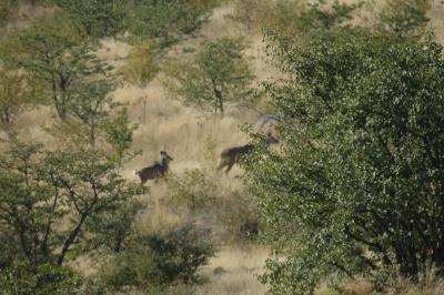 Kudu Again (Blurry but the Best I Had)