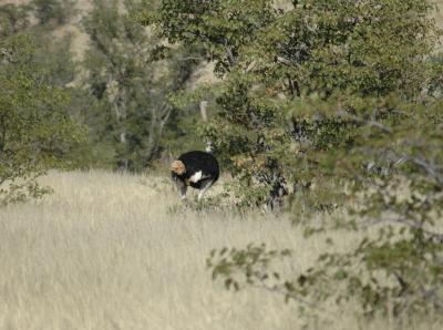 In the Brush