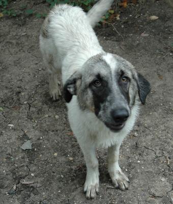 Wagging My Tail