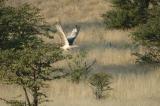 Kori Bustard