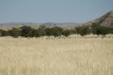 Springbok on the Plains