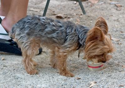 Dog Days of Summer in NYC