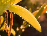 Yellow Leaf at Dawn