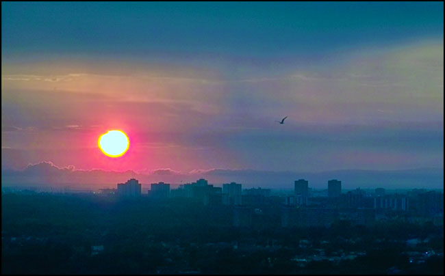 Sunset and Bird