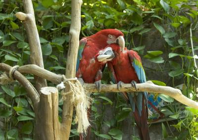 parrots.jpg