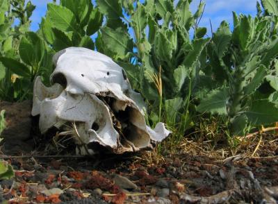 Skull.jpg