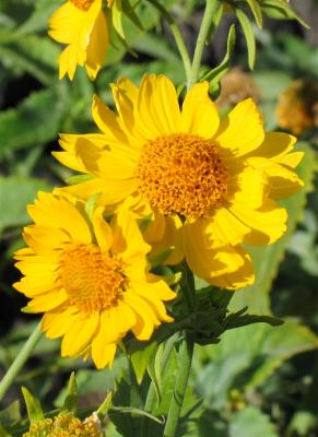Two yellow flowers.jpg