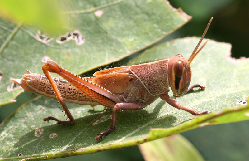 Grasshopper 12